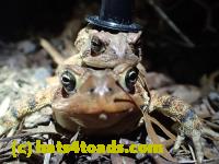 /home//u458753944/public_html/sourcegallery//Roxborough Toad Detour/2013-2019/2016/2016-03-31/P3310635.JPG